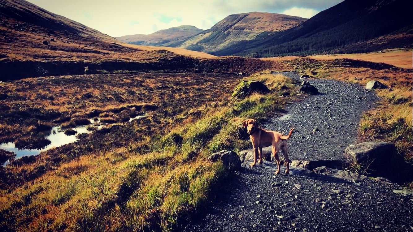 A dog on a walking track in the mountains