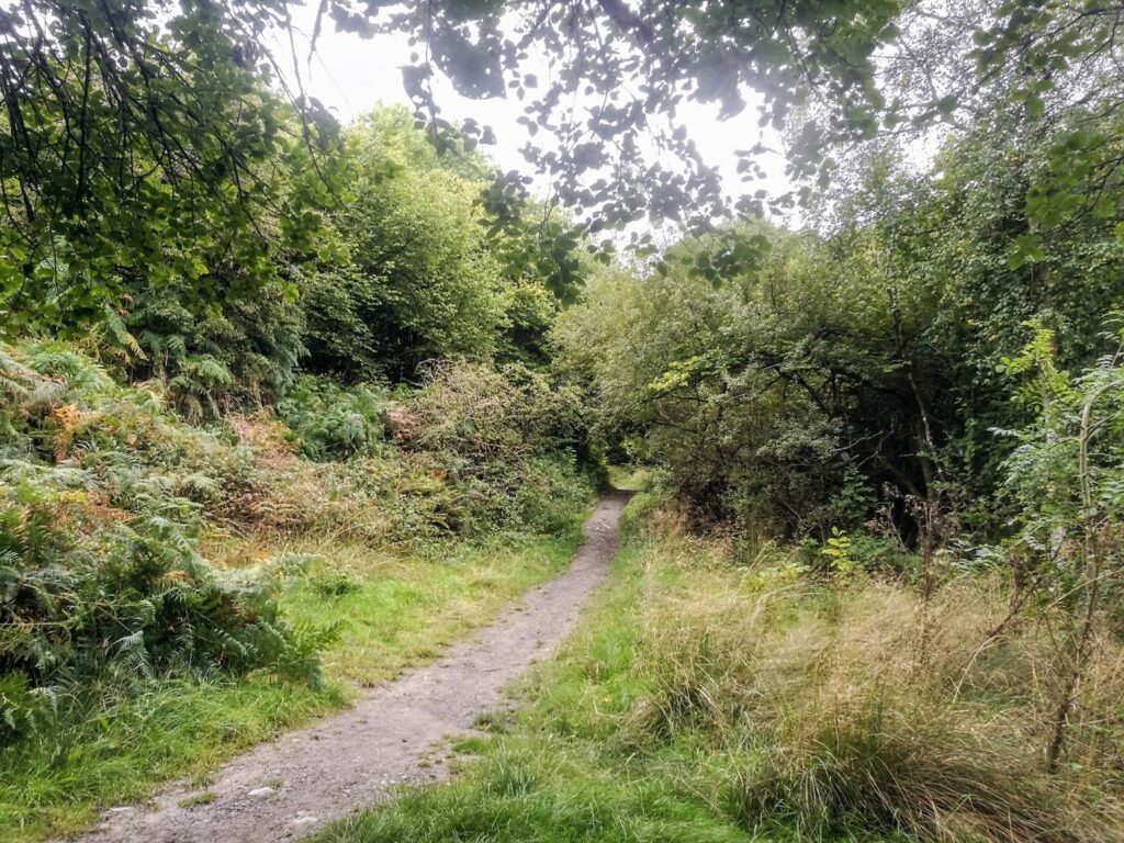 a woodland path in mid wales surrounded by trees