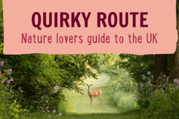 A lush forest path with a deer standing in the middle. The surrounding trees and bushes are dense and green. At the top of the image, text on a pink banner reads, "QUIRKY ROUTE Nature lovers guide to the UK." Purple flowers are visible on the left side of the path.